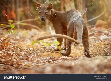 Madagascar Fossa Apex Predator Lemur Hunter Stock Photo 2220196815 | Shutterstock