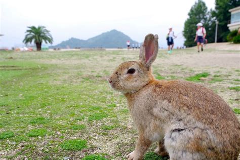 The Island Erased from the Map, OkunoshimaHiroshima for Global Peace