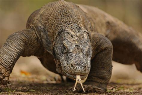 Komodo blood dragon will be made into new antibiotics