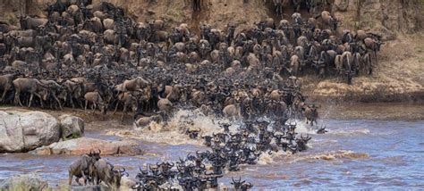 Serengeti Wildebeest Migration | Serengeti Smile Blog