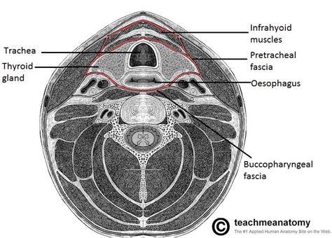 Fascial Layers - Deep - Superficial - TeachMeAnatomy