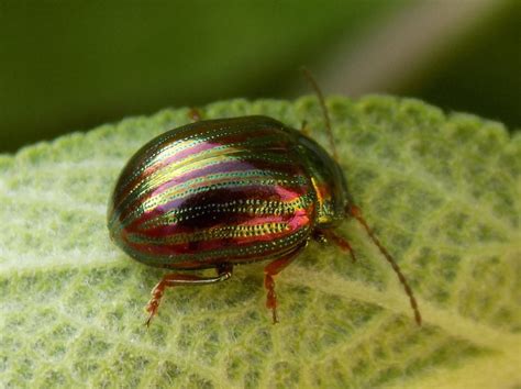 Rosemary Leaf Beetle Chrysolina americana - BRITISH NATURE GUIDE