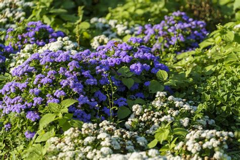 Floral background with purple flowers in the flower bed 7902155 Stock ...