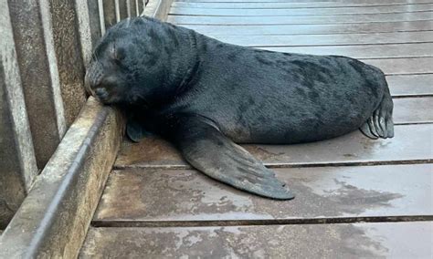 272 seals rescued in first 6 months this year along Namibia's coastline ...