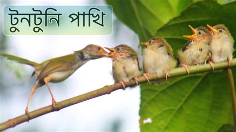 টুনটুনি পাখি | Common Tailorbird feeding his baby | Tuntuni bird | tailorbird - YouTube