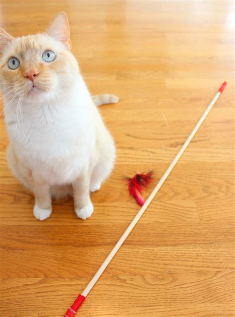 DIY Feather Cat Pounce Toy - Budget Savvy Diva