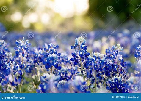 Bluebonnet field at sunset stock photo. Image of blurry - 90497158