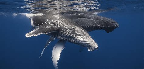 The Complex Origins of Whale Hearing | CNRS News