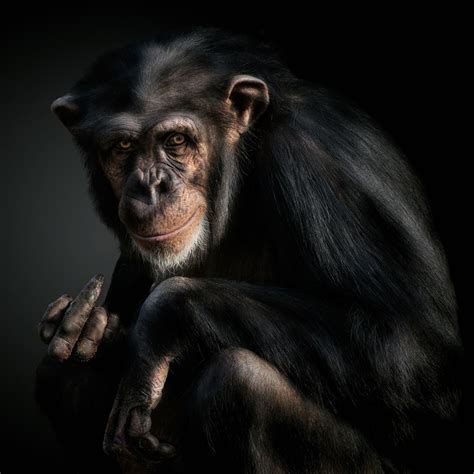 Download Primate Monkey Animal Chimpanzee PFP