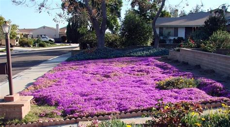 Ice Plant Winter Care: Beating the Chill | Succulent Alley