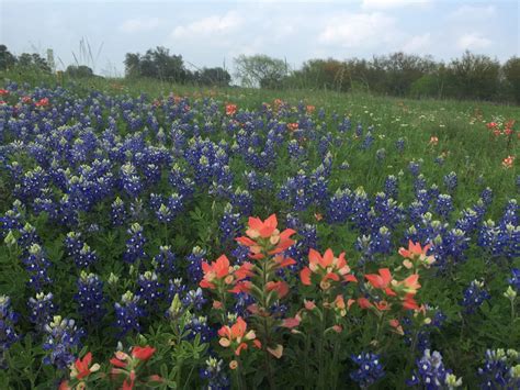 5 Facts About Indian Paintbrush – Explore Texas