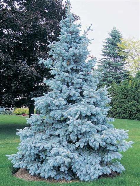 Épinette Neon Blue | Semillas de árbol, Jardín de fantasía, Arboles para jardin