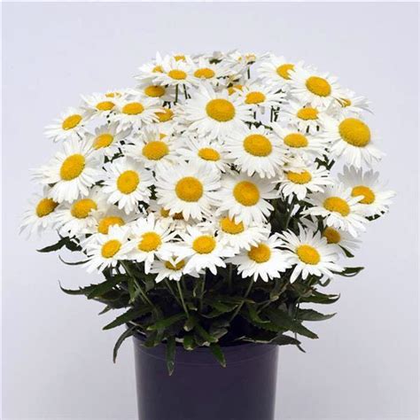 Madonna Shasta Daisy Seeds - Perennial Flower Seeds