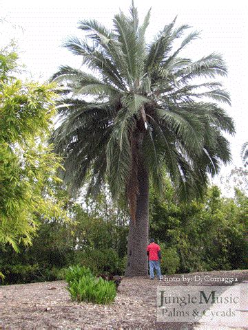 JUBAEA CHILENSIS, THE CHILEAN WINE PALM