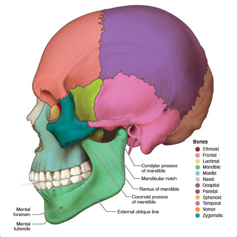 Condylar Process Of Mandible