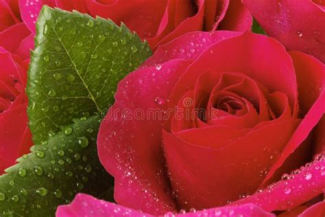 Red Rose Close Up stock image. Image of nature, petal - 11218383