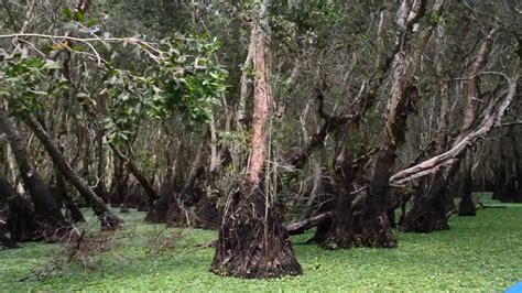 A Forest of Mangroves in Vietnam - YouTube