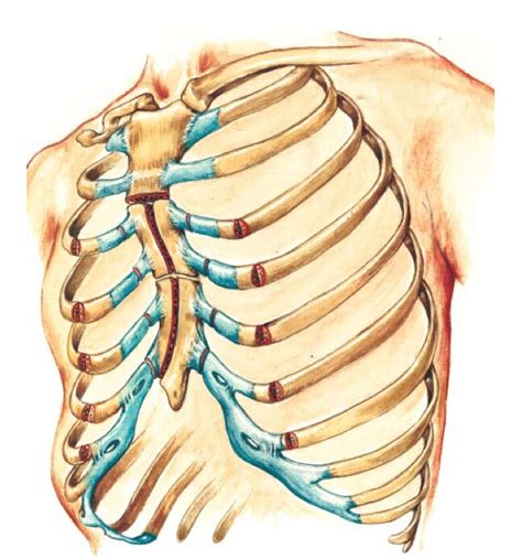 (PDF) Sternal end rib surgical incisions