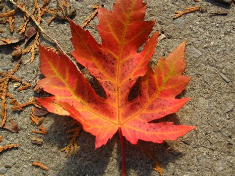 Tree Identification: Acer saccharinum - Silver Maple