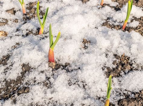 10 Best Vegetables Growing In Winter - A Green Hand