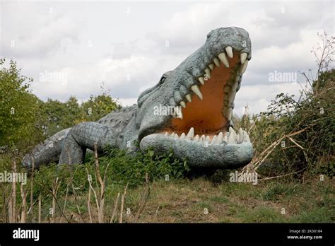 Lifesize model of Deinosuchus dinosaur an extinct genus of an alligatoroid crocodilian All ...