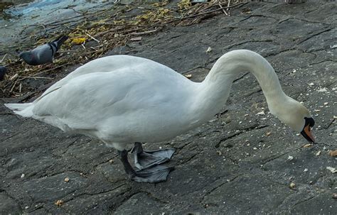 50+ Free Swans Feeding & Swan Images - Pixabay