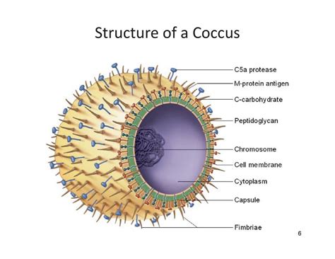 Structure of a Coccus Diagram | Quizlet