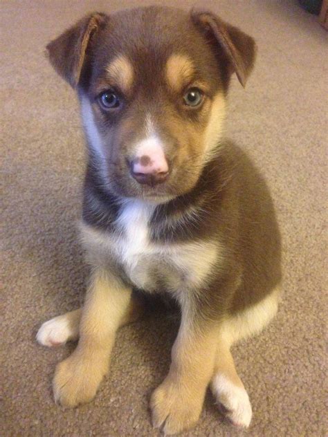 This is my new puppy, Nala. She's a German Shepard/Husky mix. | Cute ...