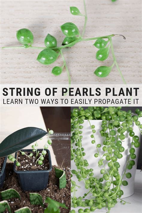 How to propagate string of pearls cuttings in water & soil! | Propagating plants, Plants ...