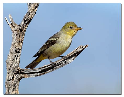 Western Tanager Female © L. Selman | Western Tanager - South… | Flickr