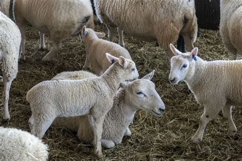 Sheep Photos-baby sheep on farm photo