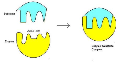 #18. Enzymes - active site, activation energy, enzyme specificity | Biology Notes for A level