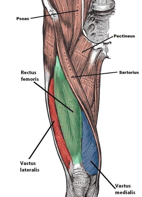 femoral triangle - Google Search | Femoral nerve, Leg muscles, Nerve