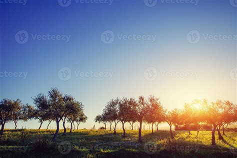 Tree shadow with sunset 6843327 Stock Photo at Vecteezy