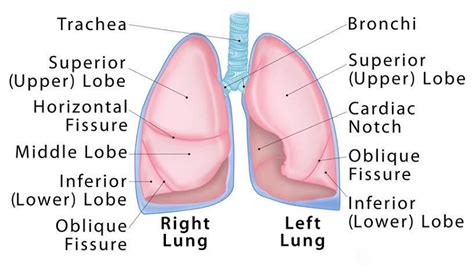 Difference Between Right Lung And Left Lung: Function and Sample Questions