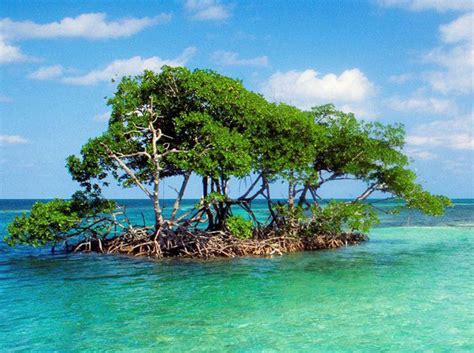 Mangrove forests