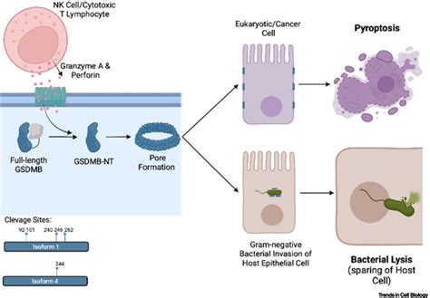 The enigmatic roles of epithelial gasdermin B: Recent discoveries and ...