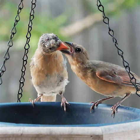 All About Baby Cardinals with Photos & Videos