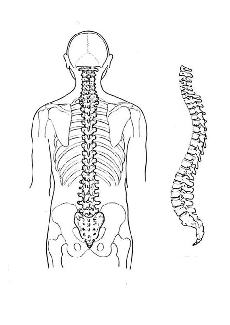 Major Types of Spinal Fractures You Should Know | Universal Health Care