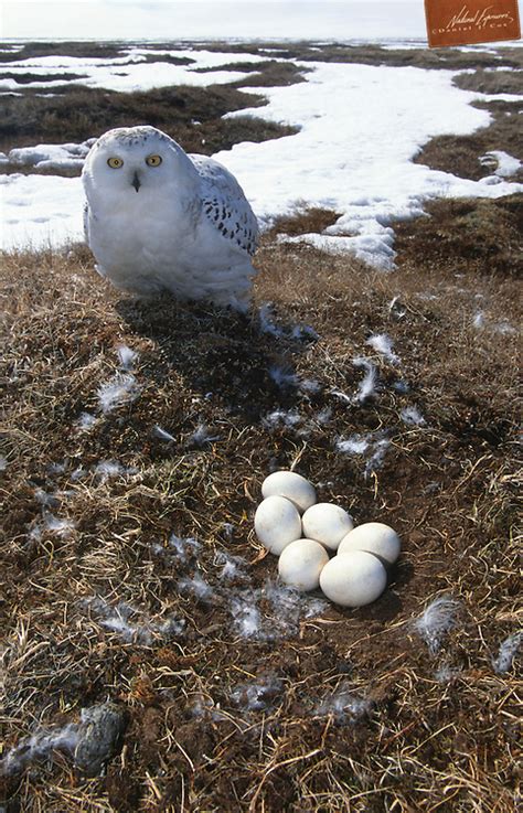 Snowy Owl at nest site | Daniel J. Cox/Natural Exposures