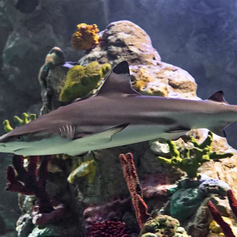 Shark Aquarium Arizona | SEA LIFE Arizona Mills Aquarium