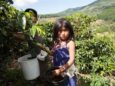 Starbucks & Nespresso's child labour secret exposed