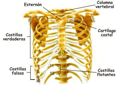 ¿Para qué sirven las costillas en el ser humano?, Función de las costillas humanas