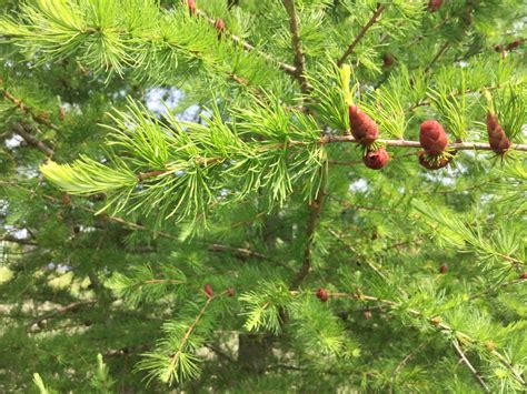 Tamarack - TREES OF NORMANDALE COMMUNITY COLLEGE