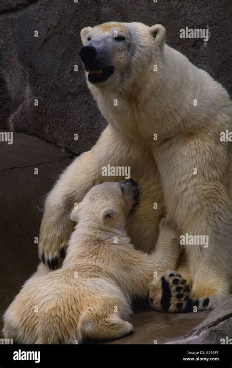 Nursing polar bear hi-res stock photography and images - Alamy