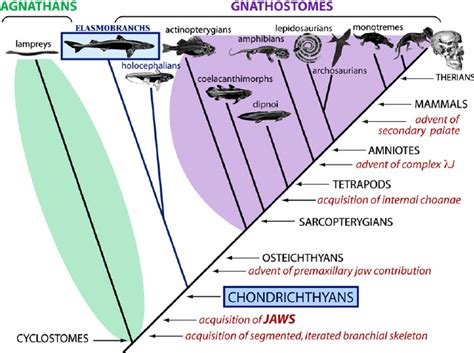 What is a Cladogram? - Definition, Types And Examples | EdrawMax