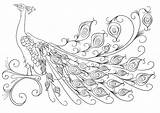 Peacock Coloring Pages Printable At GetDrawings  Free Download sketch template