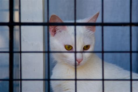 Gatos encerrados | Caminando me llamó la atención un gato qu… | Flickr