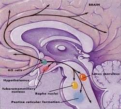 Anatomy - NARCOLEPSY