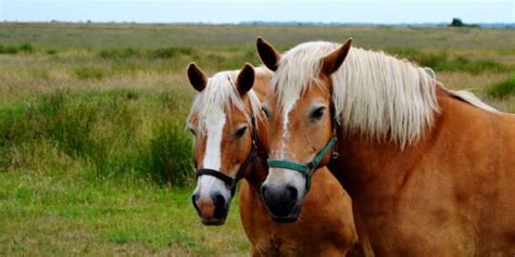 Haflinger Horse Breed Profile - Color, Temperament & Price - Helpful Horse Hints